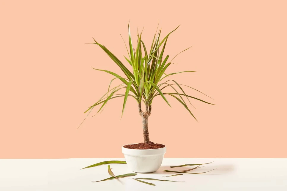 %EC%98%A4%EB%A9%94%EA%B0%806%ED%9A%A8%EB%8A%A504.jpg?type=w966