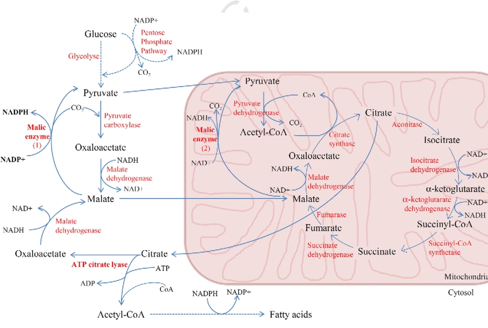 SE-ac696ebf-d9bb-41ba-89e6-122d7f0abf01.png?type=w966