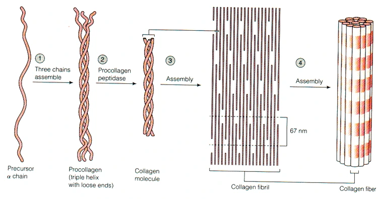 %EC%A0%80%EB%B6%84%EC%9E%90%ED%94%BC%EC%89%AC%EC%BD%9C%EB%9D%BC%EA%B2%9002.png?type=w966
