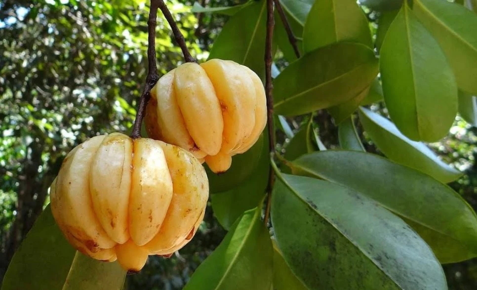 SE-06967fa1-c097-429d-971e-cb948107ef2a.jpg?type=w966