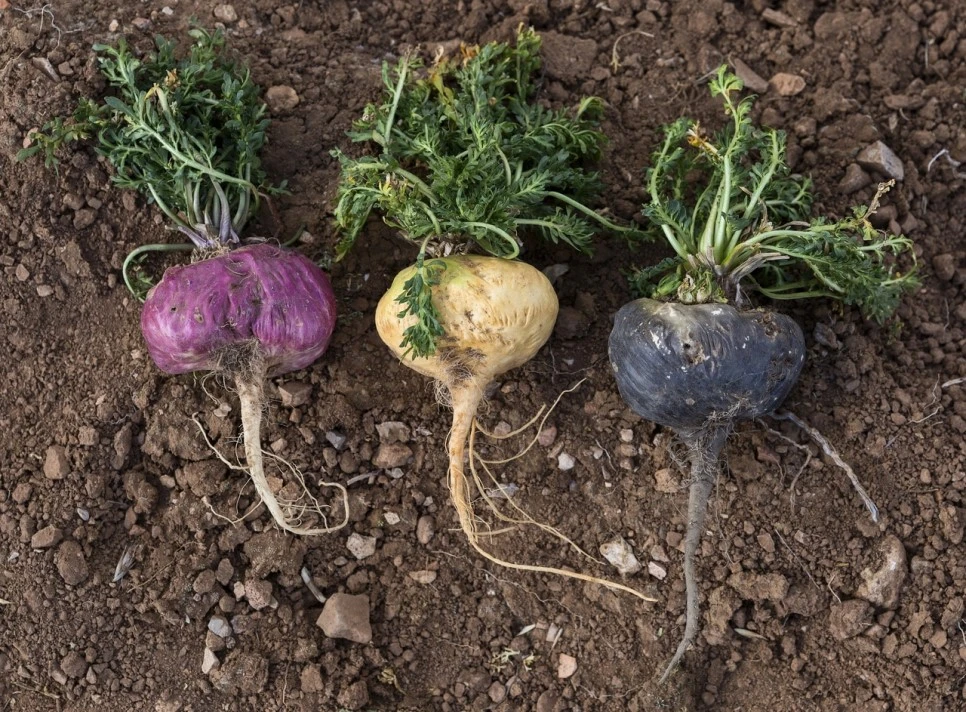 %EB%A7%88%EC%B9%B4%EB%B6%80%EC%9E%91%EC%9A%A902.jpg?type=w966