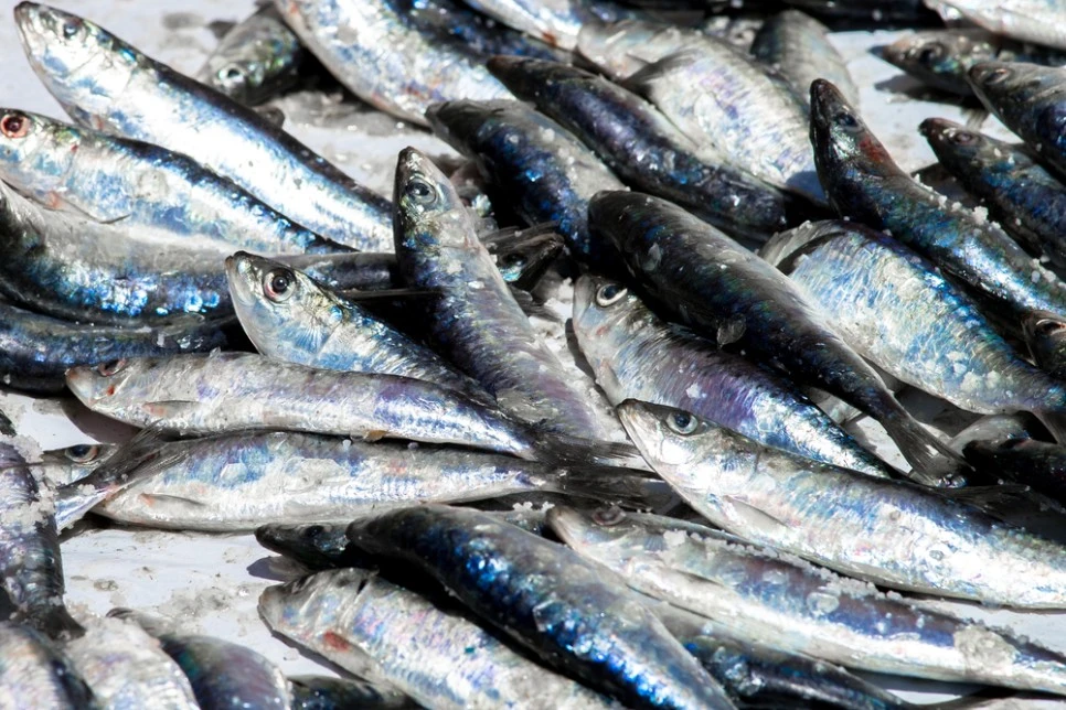 rTG%EC%98%A4%EB%A9%94%EA%B0%80307.jpg?type=w966