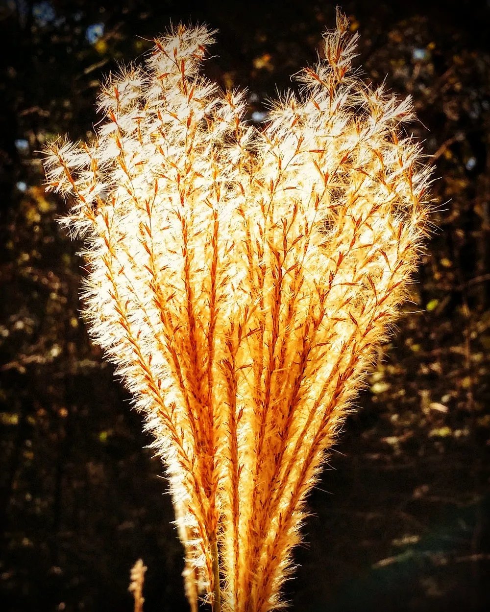 21739339566669EB21E6C8