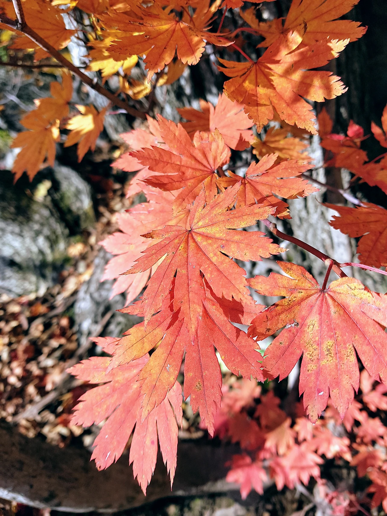 99E5E63359E9347023E601