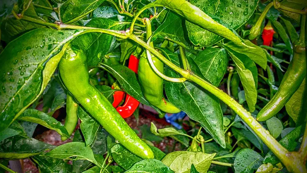 27424D4357D35E69165D64