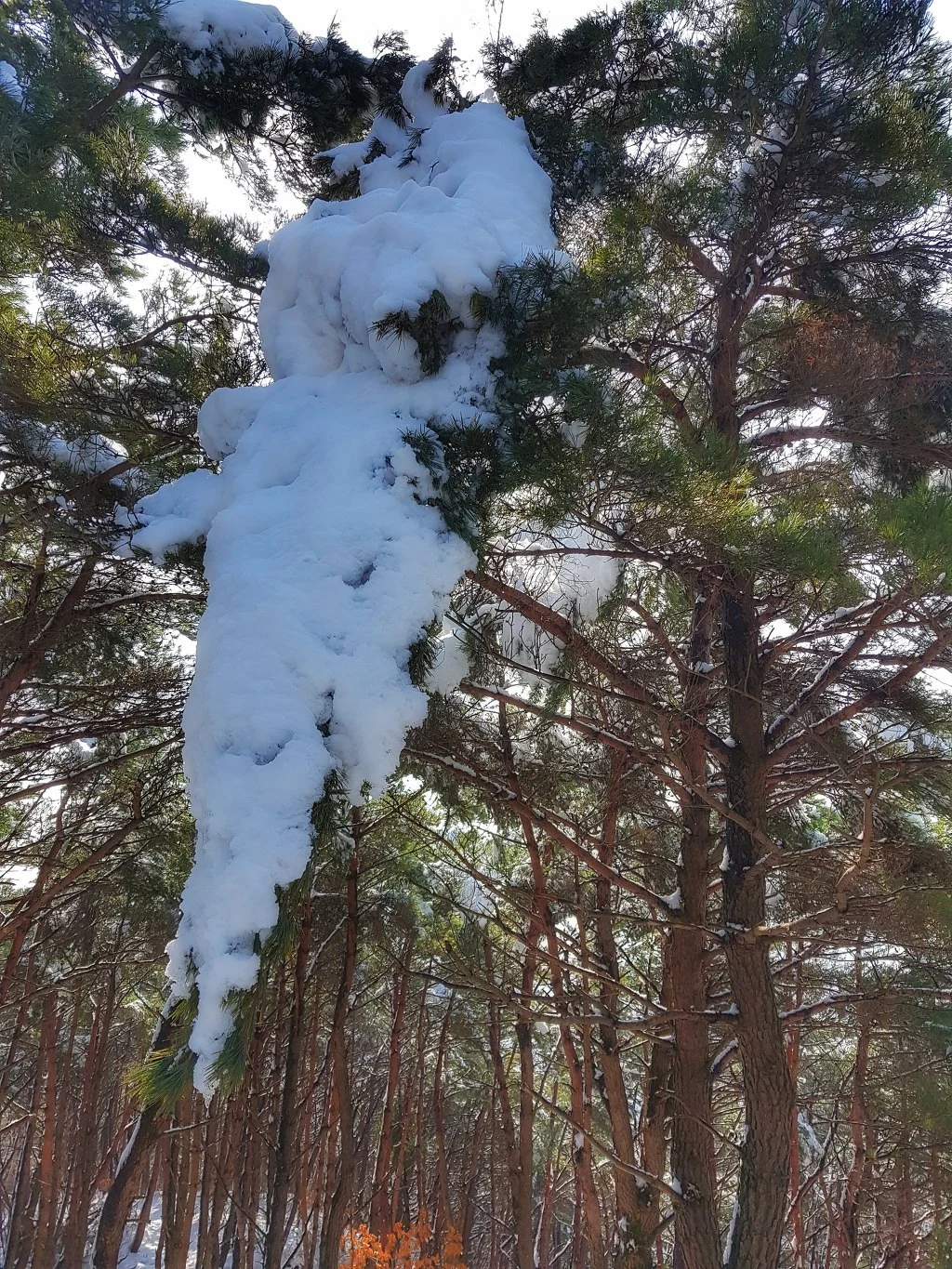 9999CA3B5AA5B3EF25B5AE