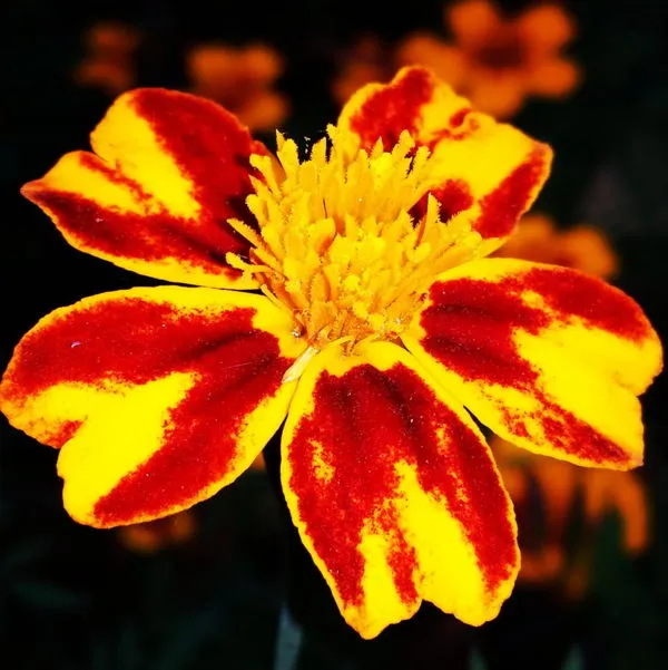 2214D945589BD6B306B225