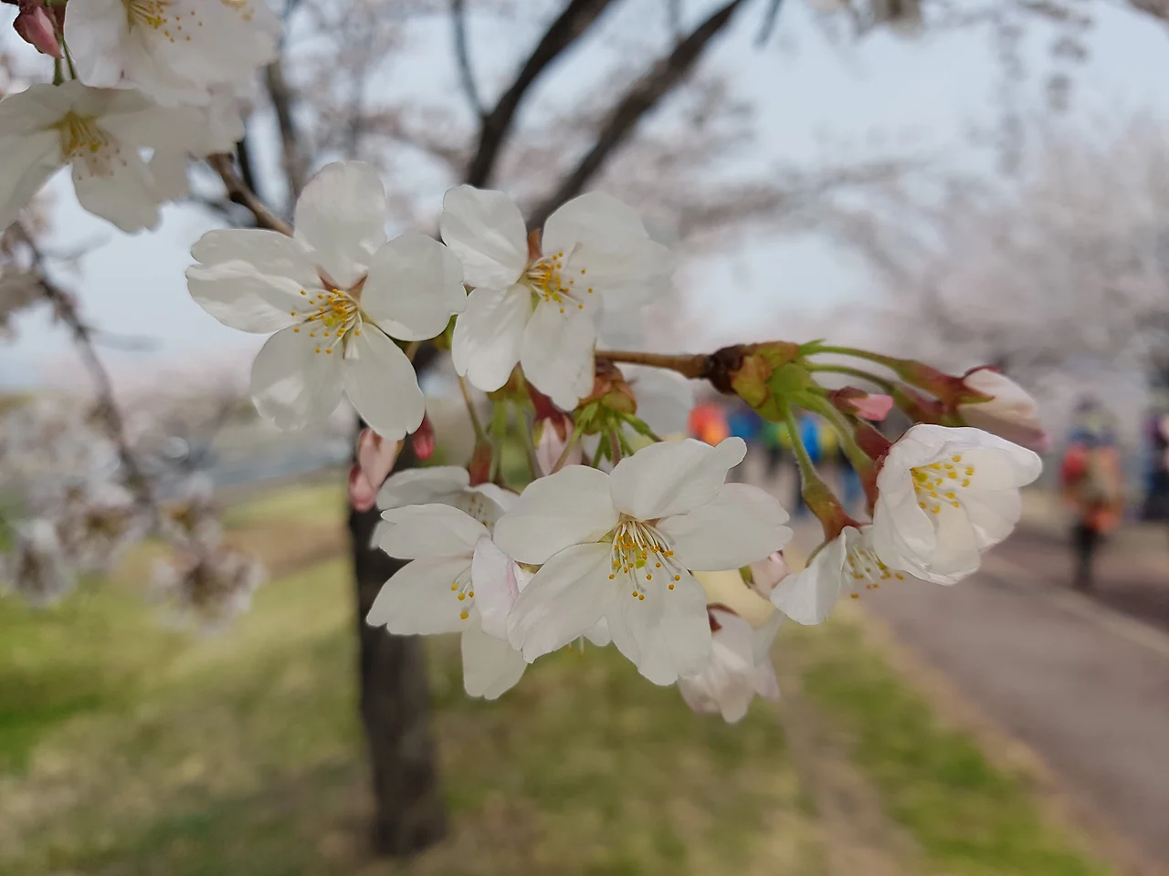 99ED44365ACD4E671D682B