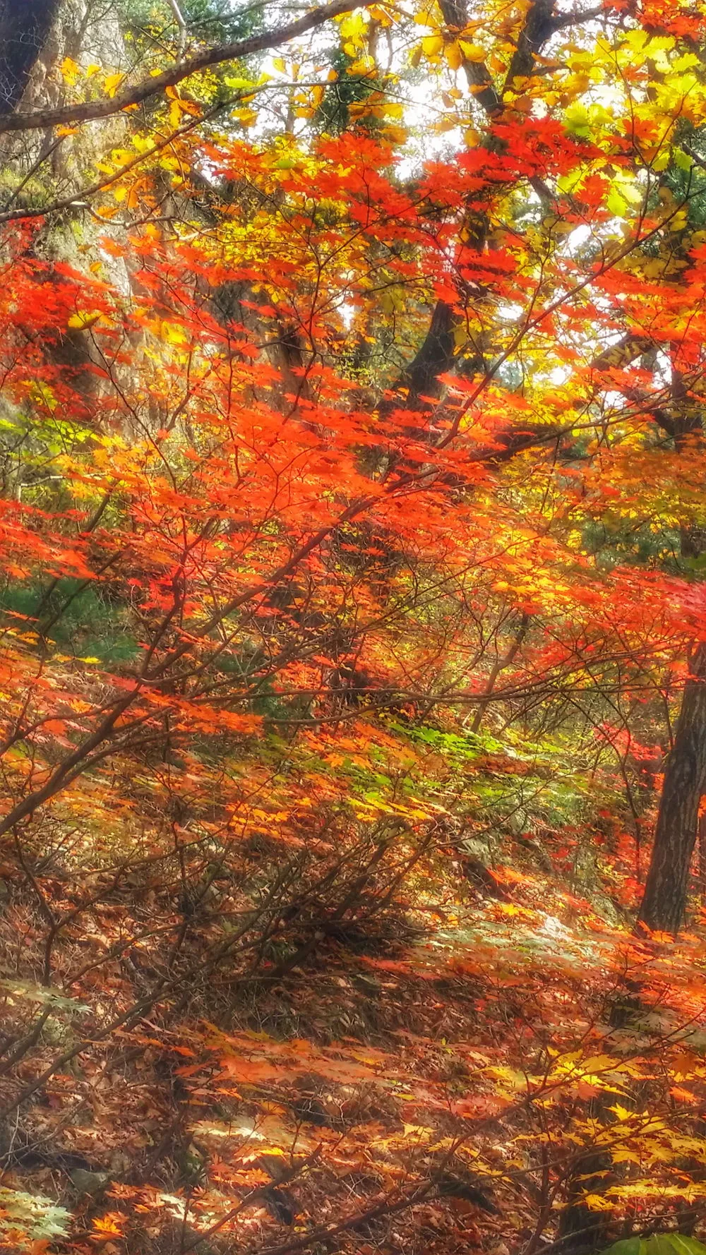 2515CC3657FDEC4B0C9FDD