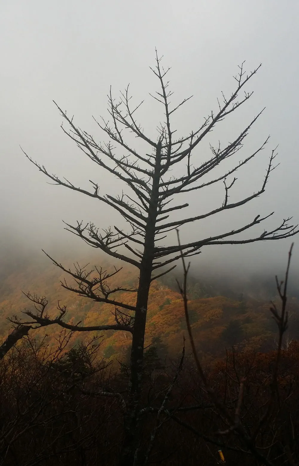 27269B3557FCECA01FB800