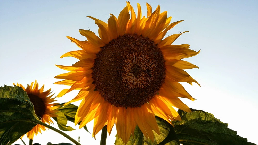 22070A3757FCA5AE2860B9