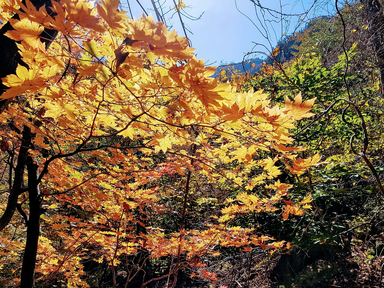 9914243359E9557728FF1D