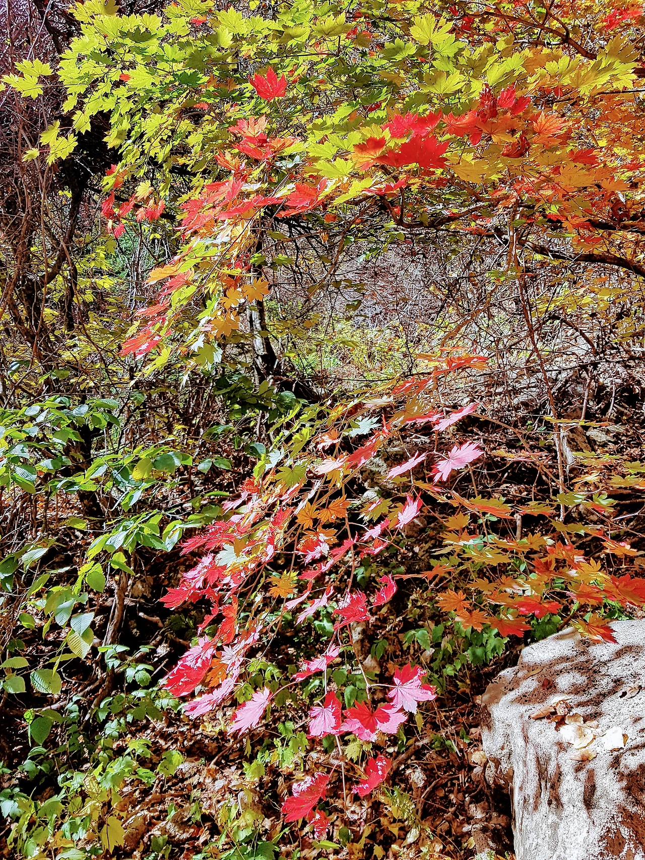 99A3F13359E9555D07468C