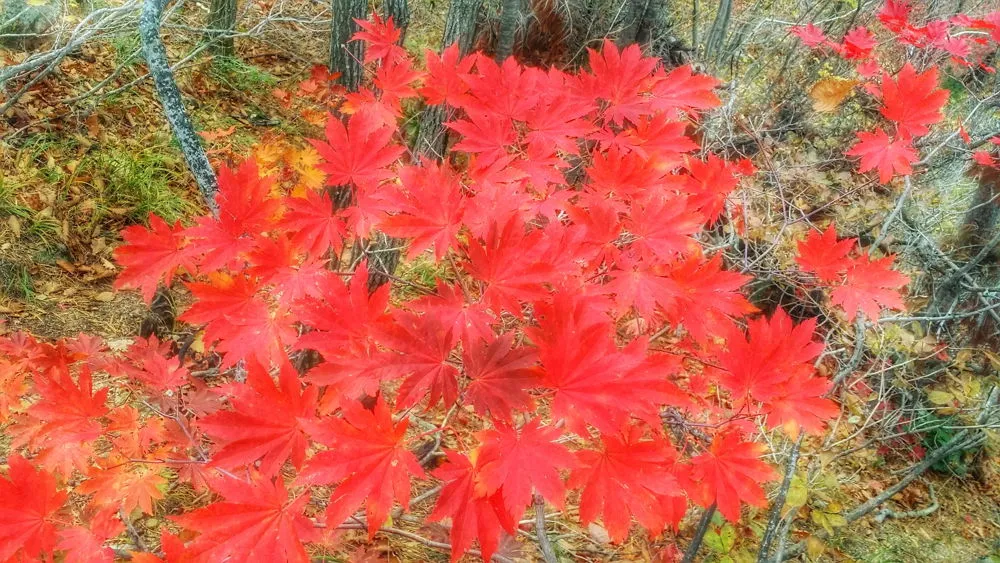 2569973657FDEC37273F78