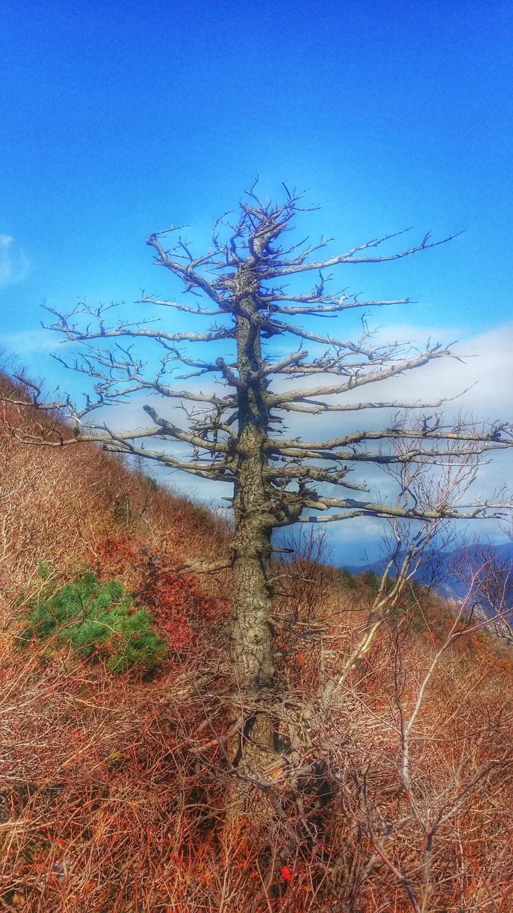 210BB64057FDA5D824C3CA