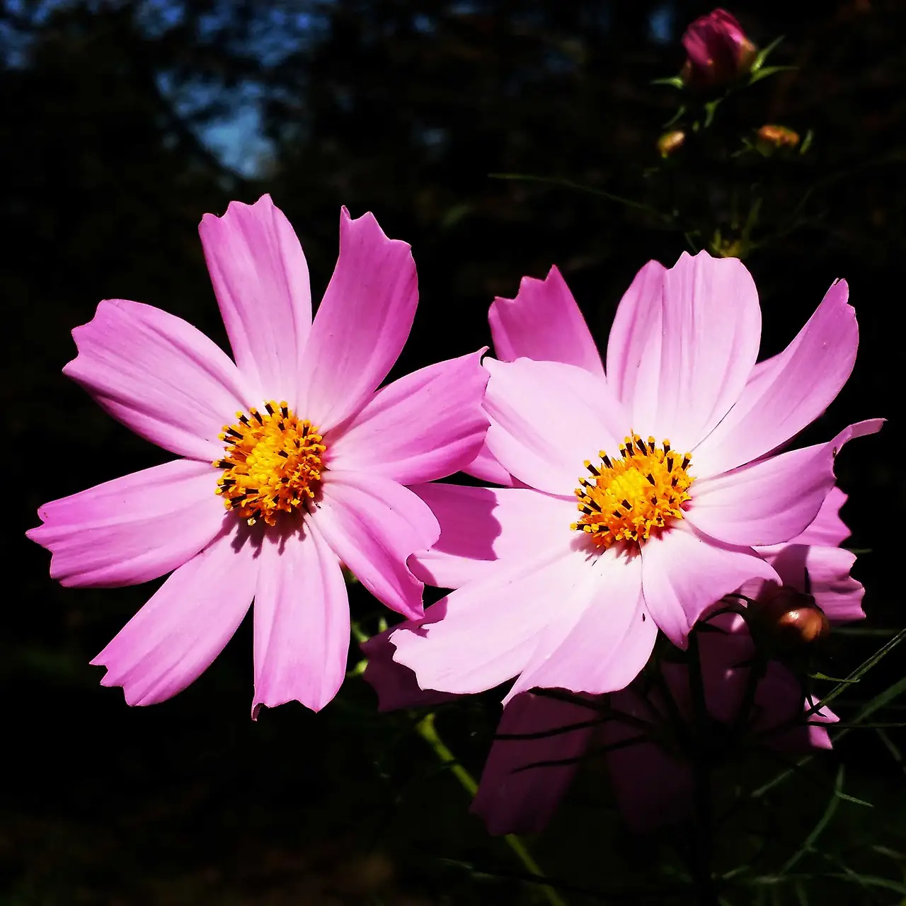 2261924B559D4F7A25C217