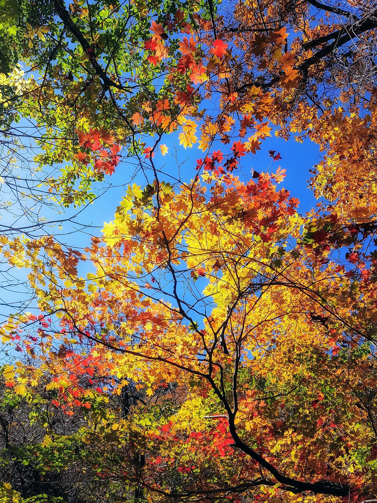 99FB933359E9555E2A1EFC