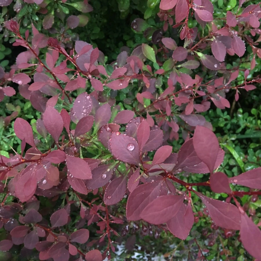 IMG_8684.jpg?type=w1