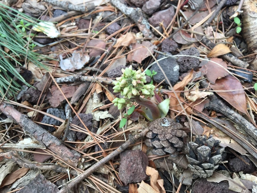 IMG_7569.jpg?type=w1