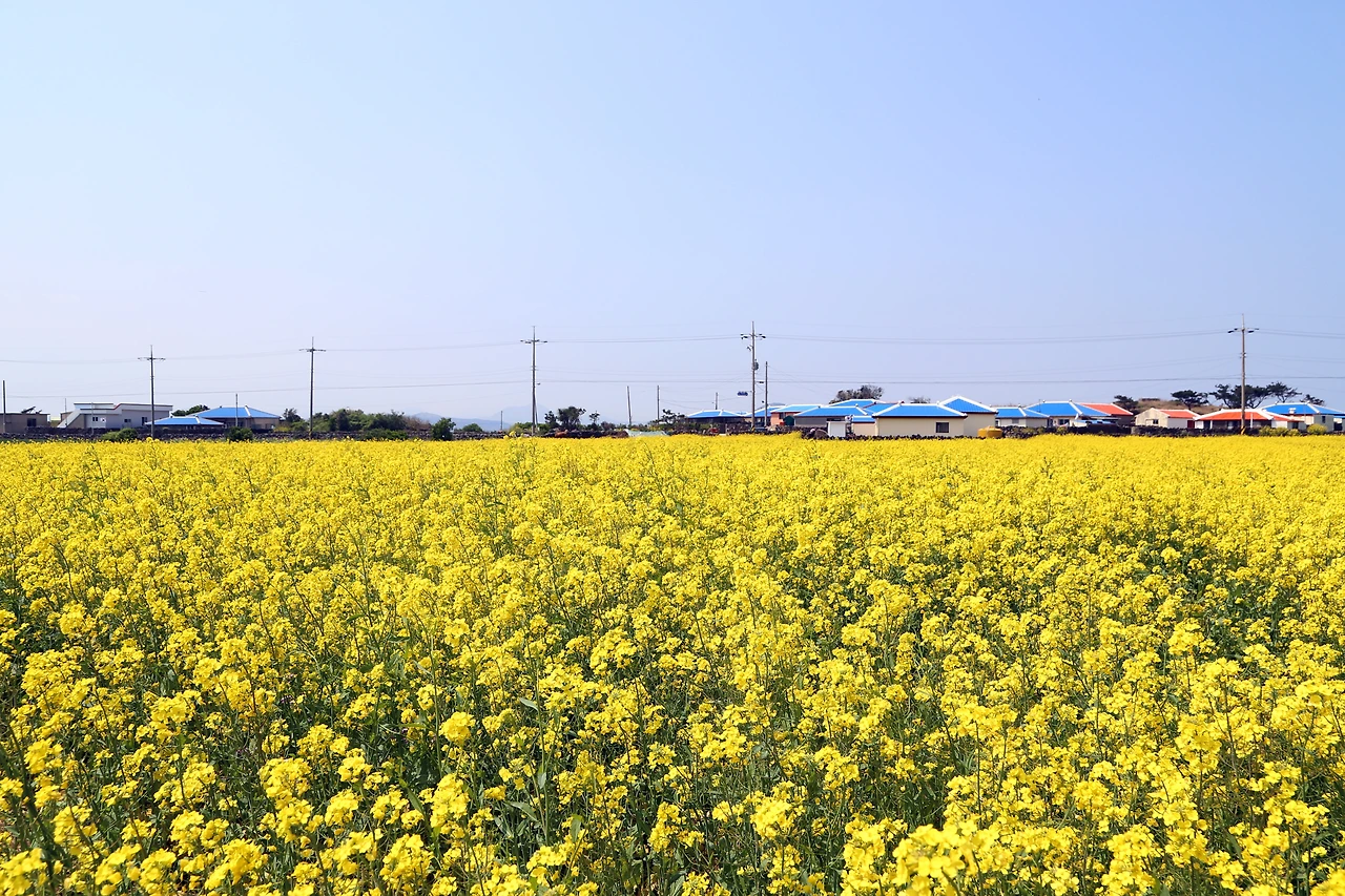 우도의 유채밭.JPG