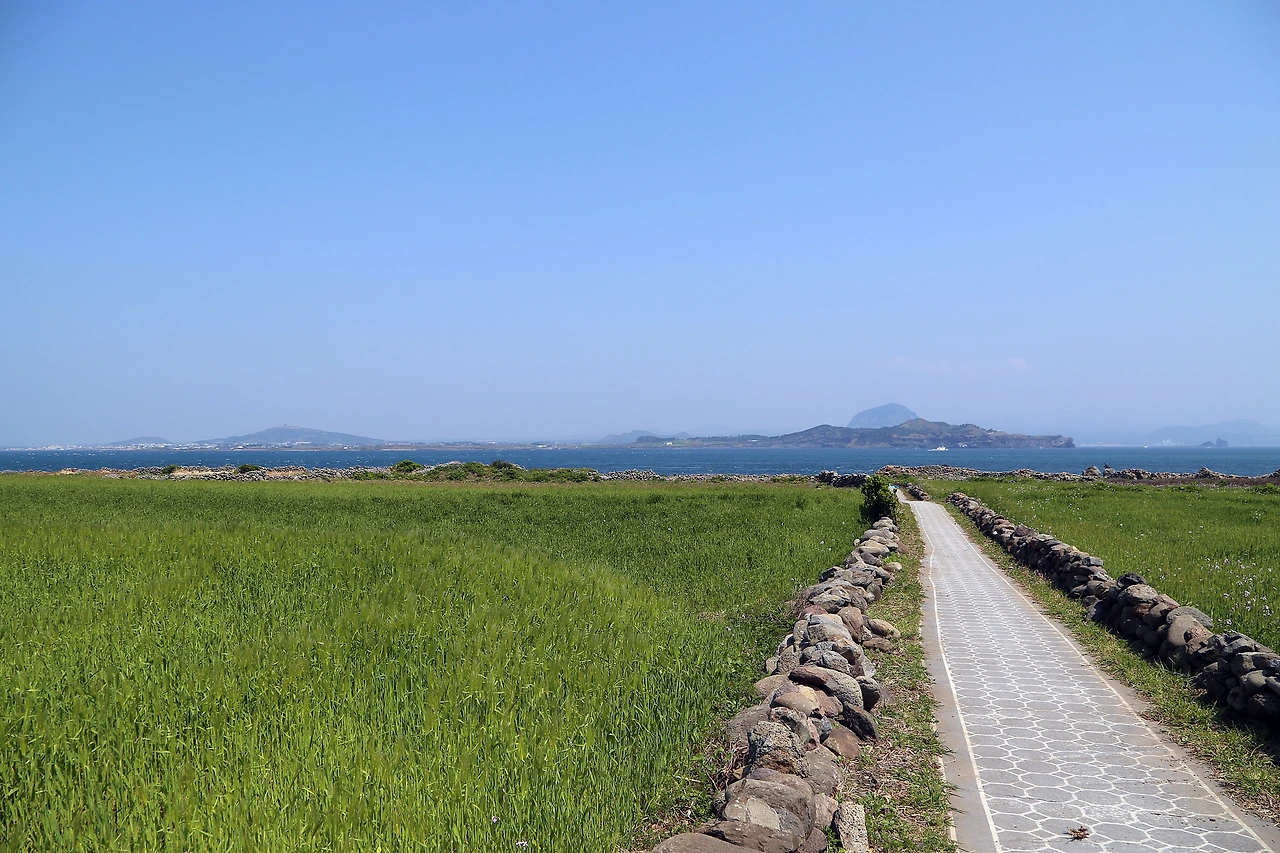 가파도 청보리와 돌담.JPG