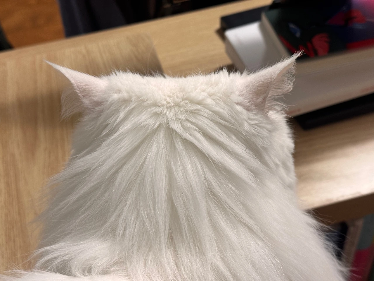 KakaoTalk_Photo_2025-12-11-08-35-20 004.jpeg