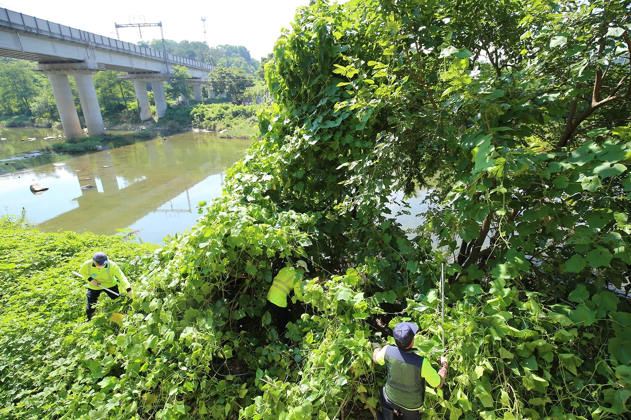 가시박제거 (1).JPG