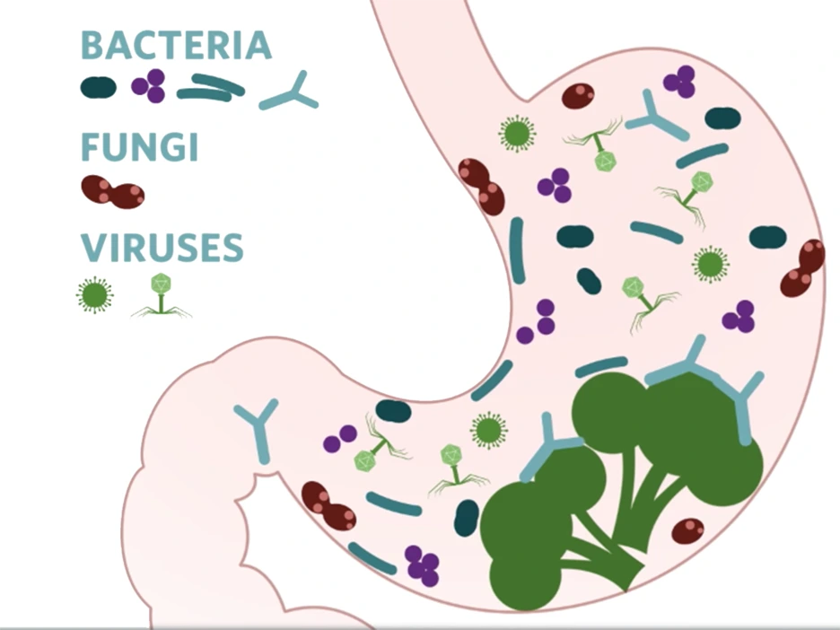 flipsidescience_gutmicrobiomethumbnail1_1200x900.png?type=w1