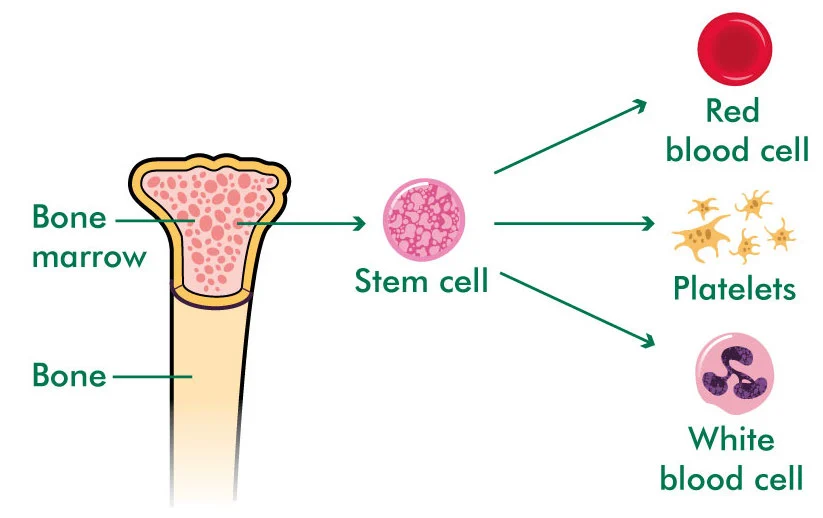 MACD187_Bone-marrow-and-blood-cells_labelled_20180326_tcm9-45566.jpg?type=w1