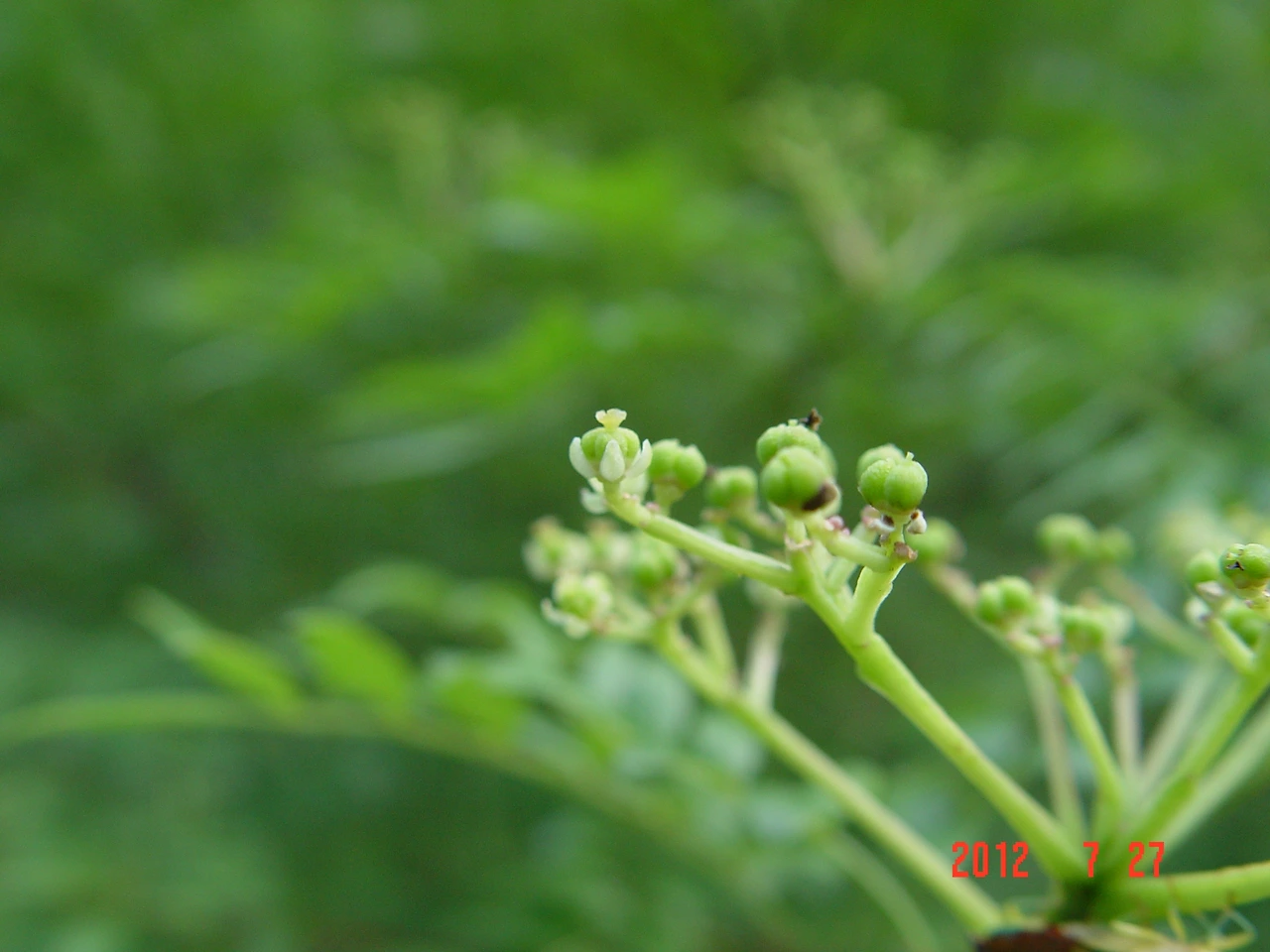 0.산초나무 암꽃 수목원 육림호 습지원12. 7. 27 006.jpg.JPG