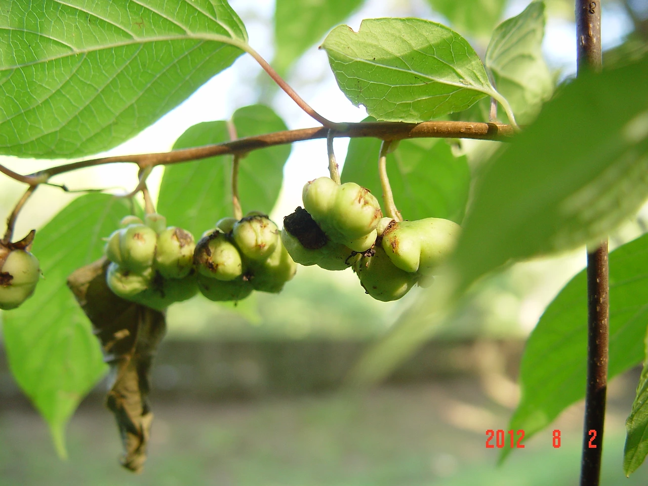 7.개다래 벌레집(목천료) 국립수목원  12.8.2. 002.jpg.JPG