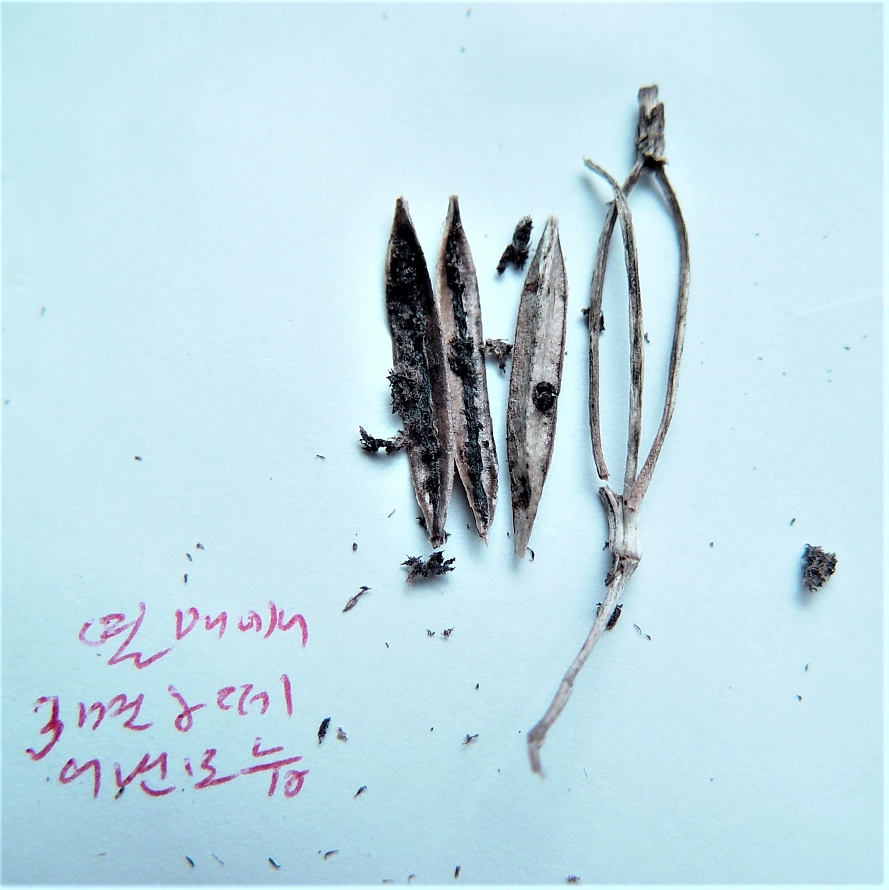 3.은대난초 열매 맥과 3조각 그 안,수목원 생태로입구왼쪽12. 2. 26.jpg (2).JPG