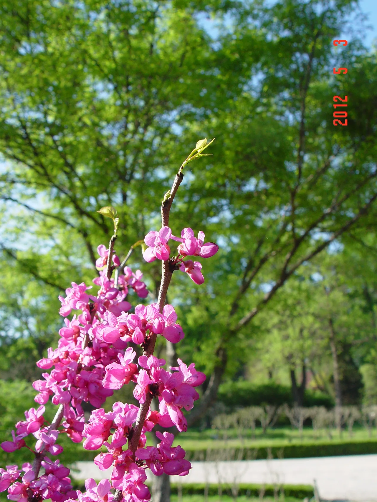 1-4. 박태기나무 꽃과 내잎 수목원 녹화기념탑뒤 정원12.5. 3. 003.jpg.JPG