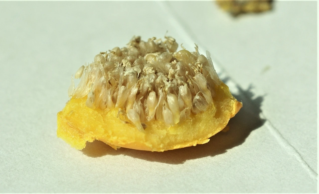 1.벤자민고무나무 꽃, 국립수목원 구온실.2011.6.19 .jpg33 (2).JPG