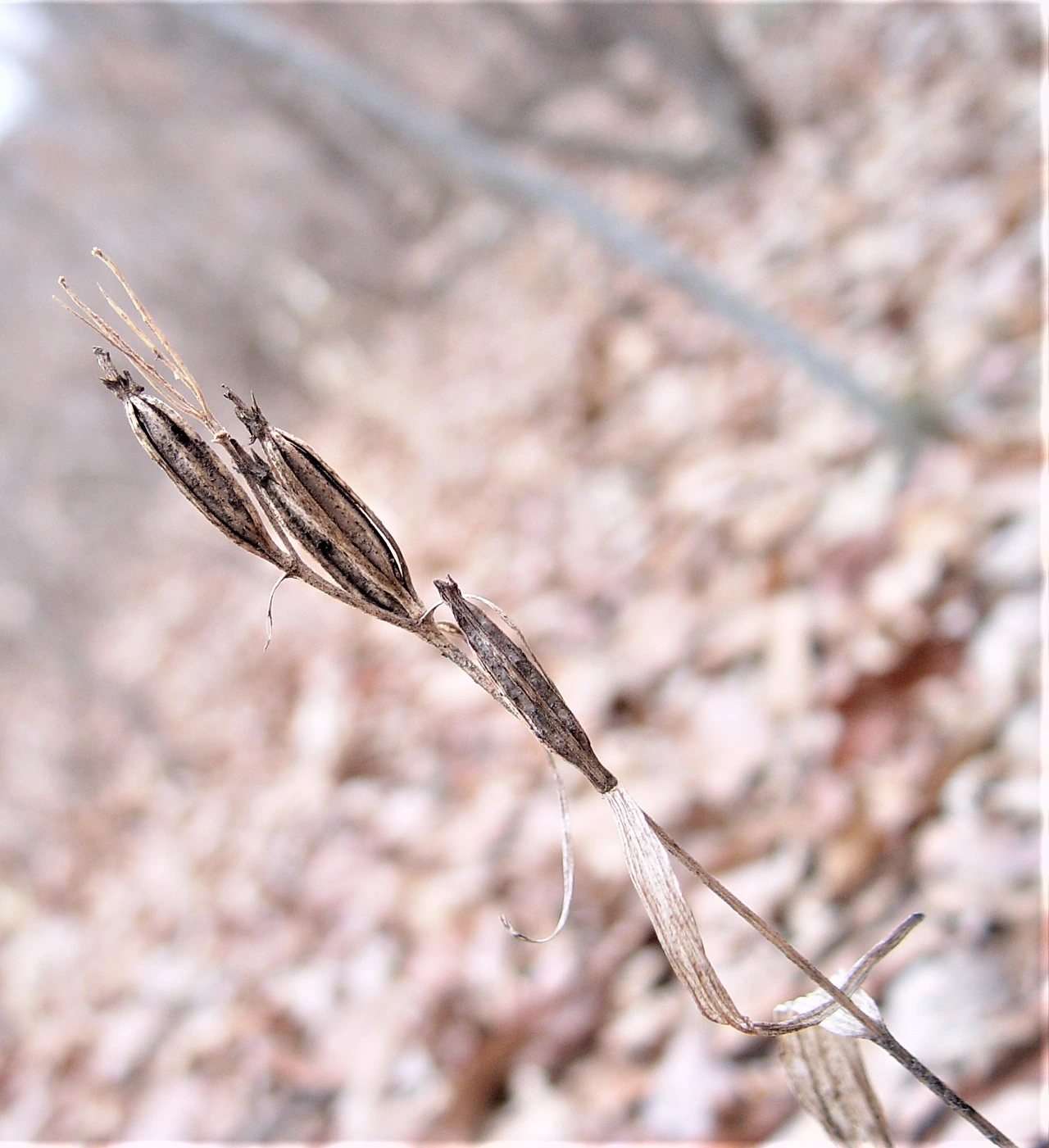 2.은대난초 익은 열매 (2).JPG