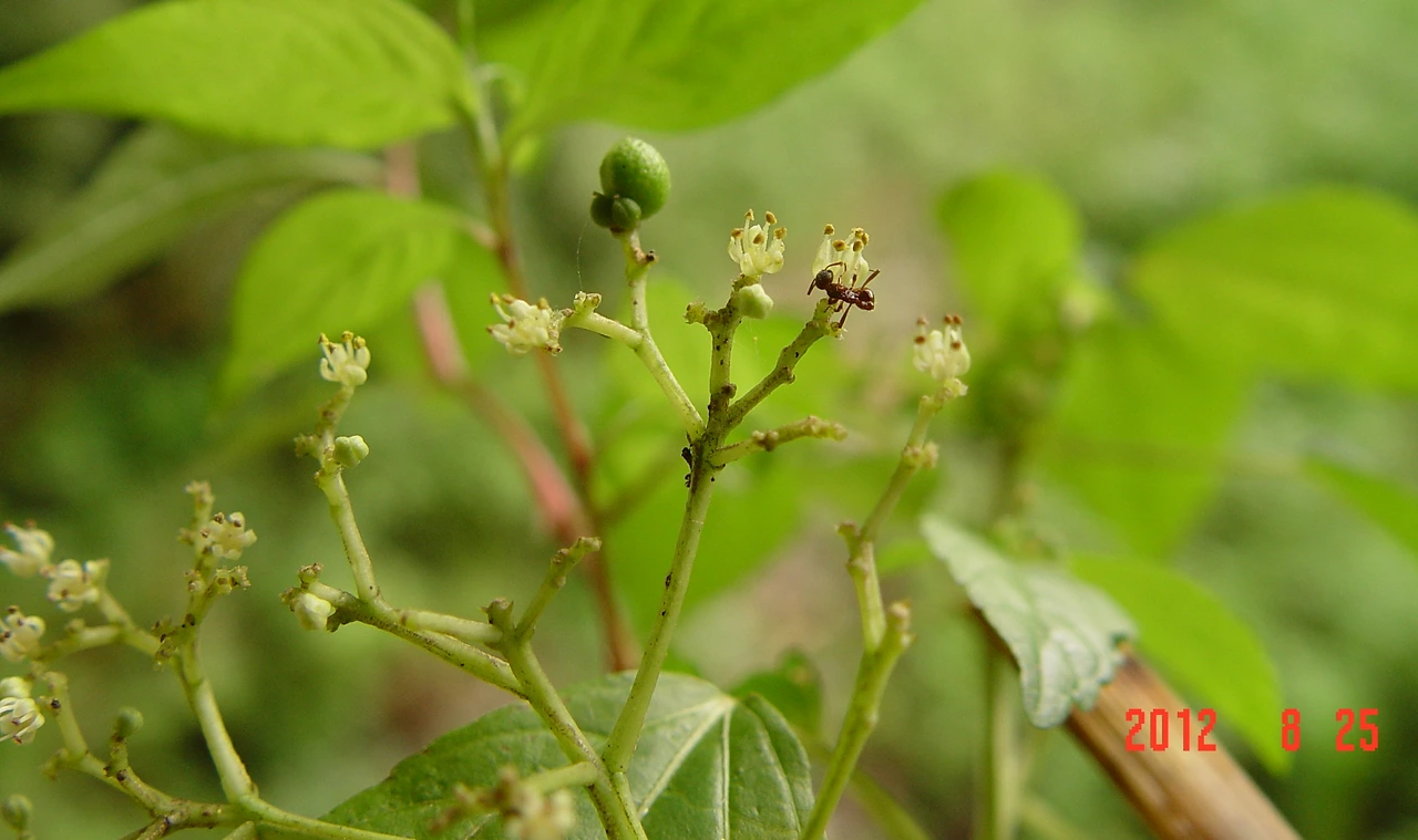 0-2.산초나무-암수한그루, 수목원 육림호 습지원12.8.25. 007.jpg.JPG