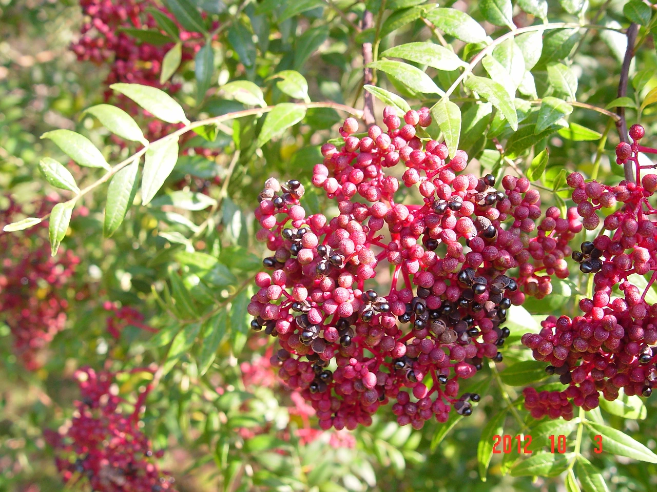 3.산초나무 익은 열매  수목원 관목원12. 10.3.008.jpg.JPG