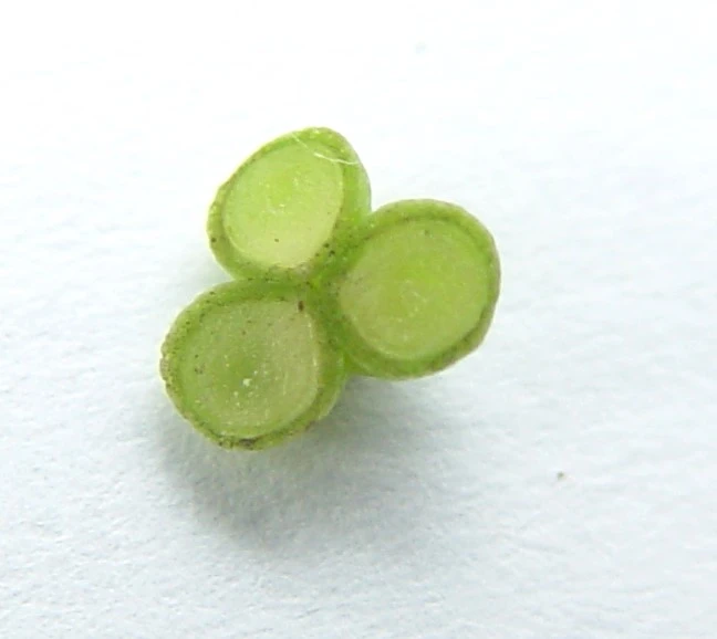 2.어린열매 횡단면, 수목원관목원11.8.11..jpg11.JPG