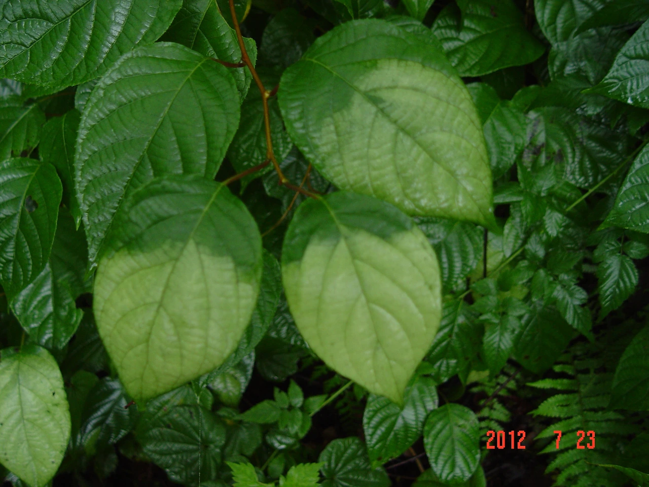 8.개다래의 흰잎이 다시 녹색으로 환원, 국립 수목원 12. 7. 23.jpg.JPG