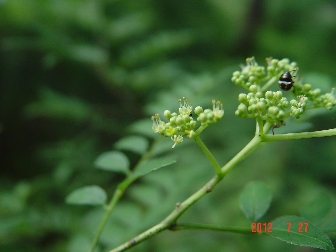 0.산초나무 수꽃 수목원 육림호 습지원12. 7. 27 008.jpg.JPG