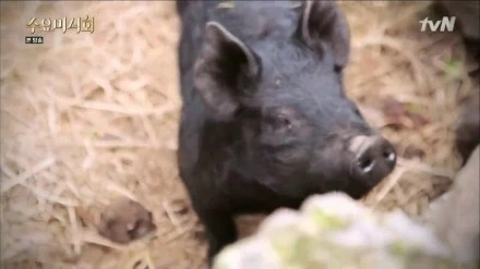 tvN_%BC%F6%BF%E4%B9%CC%BD%C4%C8%B8.E20.150610.HDTV.H264.720p-WITH.mp4_000187095.jpg?type=w1