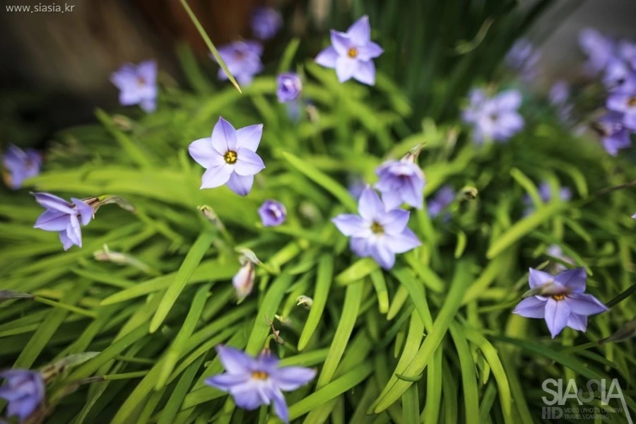 IMG_9049_6D_SIGMA_24Art.jpg?type=w1