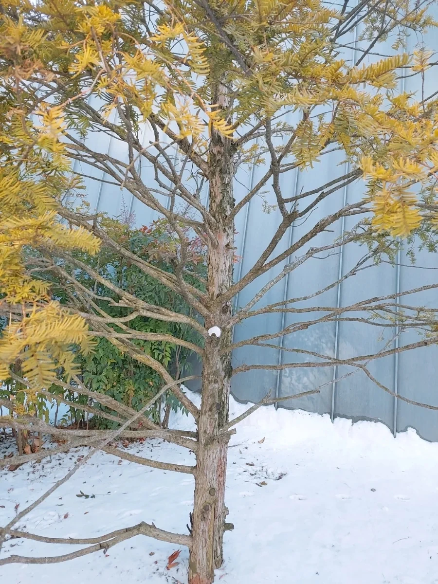 900%EF%BC%BFSNOW%EF%BC%BF20250209%EF%BC%BF161057%EF%BC%BF438.jpg?type=w966