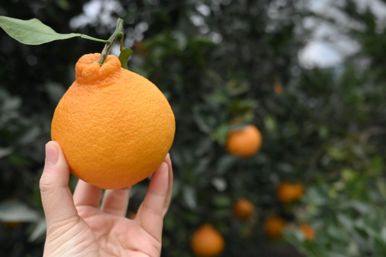 한라봉체험 (19).JPG