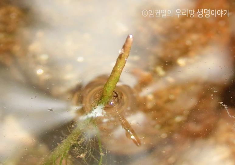 %EC%9E%A5%EA%B5%AC%EC%95%A0%EB%B9%841.png?type=w773