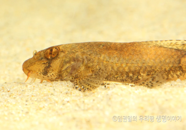 %EA%BE%B8%EA%B5%AC%EB%A6%AC3.png?type=w773