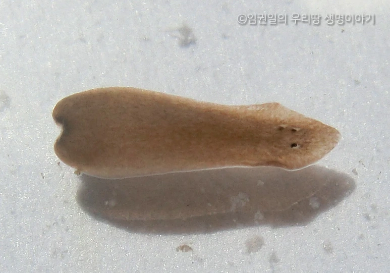 %ED%94%8C%EB%9D%BC%EB%82%98%EB%A6%AC%EC%95%84.png?type=w773