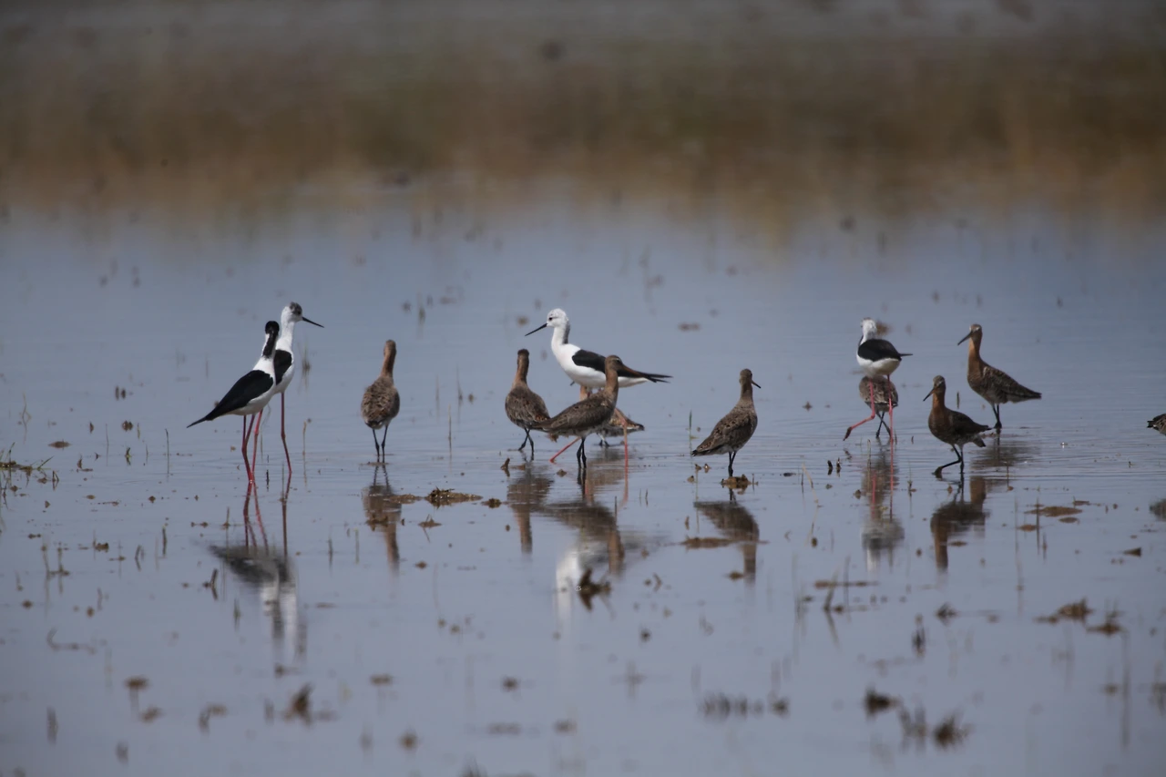 장다리물떼새9.JPG