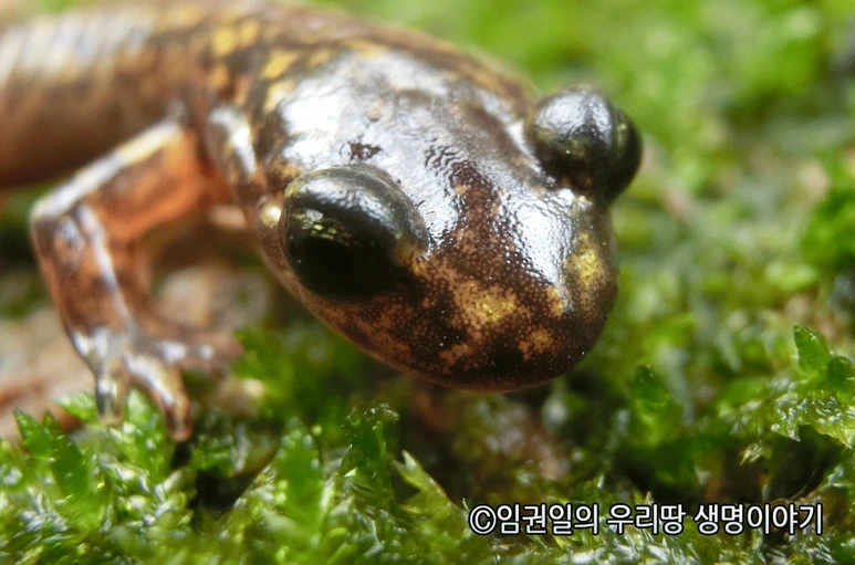 %EA%BC%AC%EB%A6%AC%EC%B9%98%EB%A0%88%EB%8F%84%EB%A1%B1%EB%87%BD2.png?type=w773