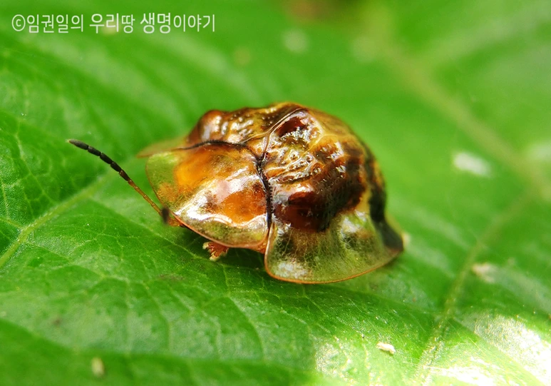 %ED%81%B0%EB%82%A8%EC%83%9D%EC%9D%B4%EC%9E%8E%EB%B2%8C%EB%A0%882.png?type=w773